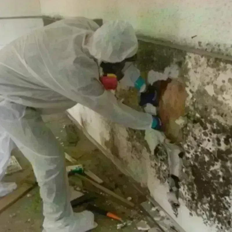 Mold Remediation and Removal in Frewsburg, NY